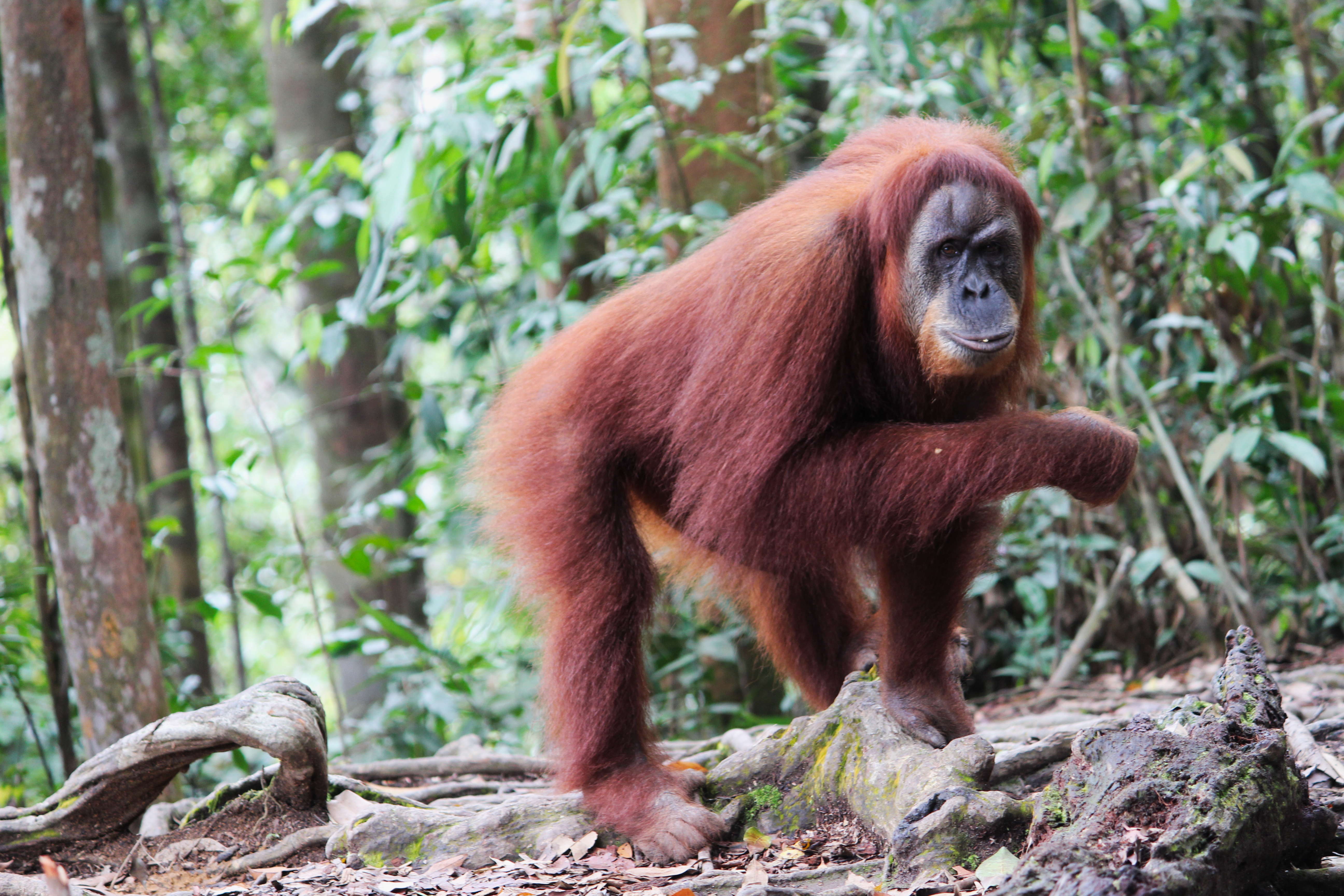 Orang-Utans im Dschungel von Sumatra - Abenteuer Vanlife