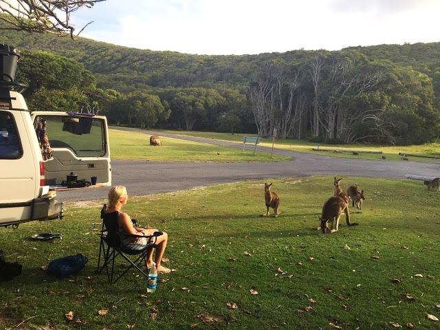 ostküste australien kängurus sehen