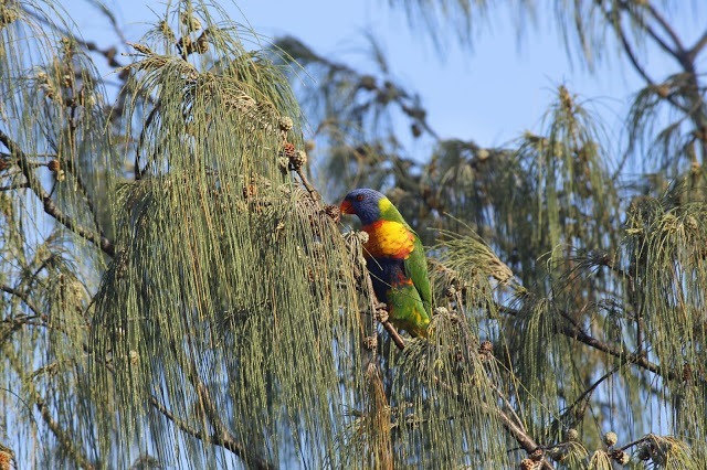 ostküste australien papageien
