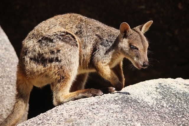 kängurus sehen in australien