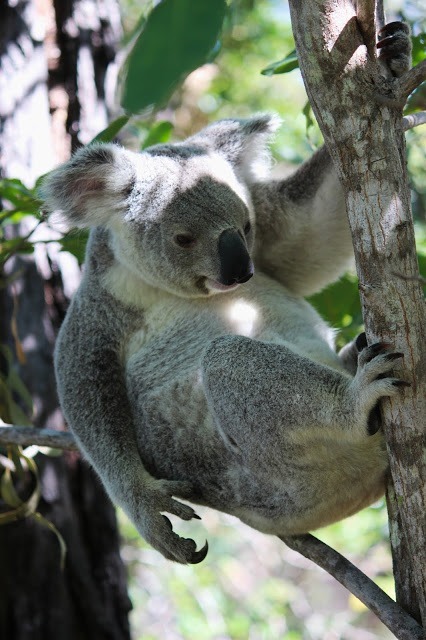 australien koalas in freier wildbahn
